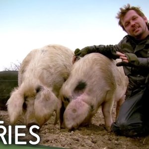 The Private Life Of Pigs - Real Stories (BBC 2010)