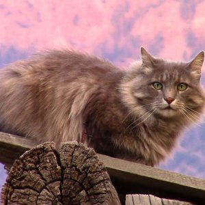 TIERE+MENSCH+NATUR+KATZE: Most interesting cat in the Rocky Mountains (US 2016)