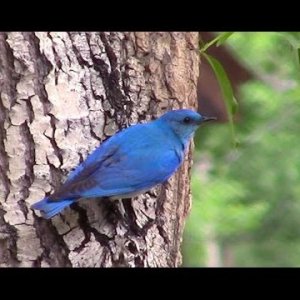 TIERE+MENSCH+NATUR+VÖGEL: Mountain Bluebirds falling in Love (US 2016)