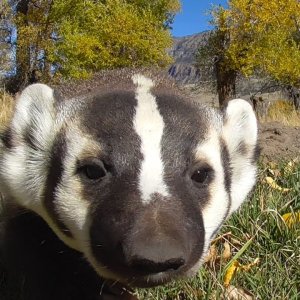 TIERE+MENSCH+NATUR+DACHS: American Badger's DAY OFF (LT/US 2016)