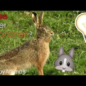 TIERE+INFO: Hase oder Kaninchen? - der Unterschied (DE 2017)