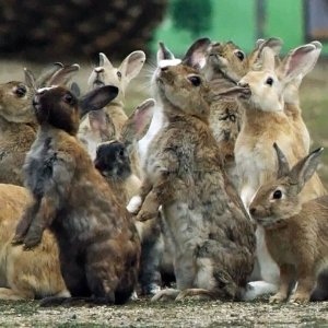 JAPAN+TIERE+KANINCHEN-INSEL+KRIEGSGESCHICHTE: Bunny Rabbit Island Japan - CUTEST Compilation