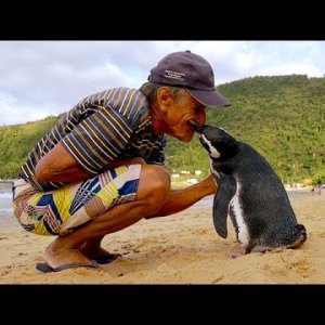 TIER+MENSCH+RETTUNG+DANKBARKEIT: DinDin (Jinjing) The Penguin - Swims 5000 Miles Every Year To Visit The Man Who Saved Him (US 2017)