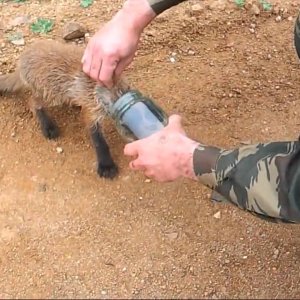 TIERE+MENSCH+RETTUNG+FUCHS+RUSSLAND: Fuchs im Gurkenglas holt sich Hilfe (RU 2016)