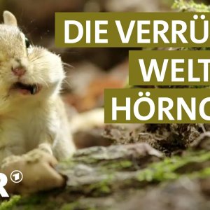 DOKU+WISSEN+VERHALTEN+TIERE: Eichhörnchen, Chipmunk, Ziesel & Co | Abenteuer Erde (WDR 2020)