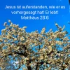 jesus auferstanden.webp