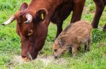 (holzminden)=kuh-wildschwein-frischling-weide-wiese_(dpa).webp