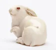 ivory_netsuke_of_the_hare_with_amber_eyes.webp