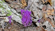 amethystfarbene-wiesenkoralle-1280x.webp