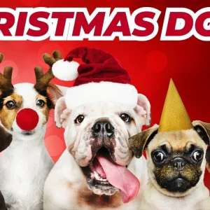 Medium 'XMAS+HUMOR+WEIHNACHTEN+HUNDE+BELLEN+SONG: Conrad Askland - Dogs Barking Jingle Bells! (US 2004)' in der Kategorie 'Musikvideos'