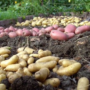 DIY+GEMÜSEGARTEN+NUTZGARTEN: Kartoffeln anbauen - mit und ohne Garten (DE 2014)