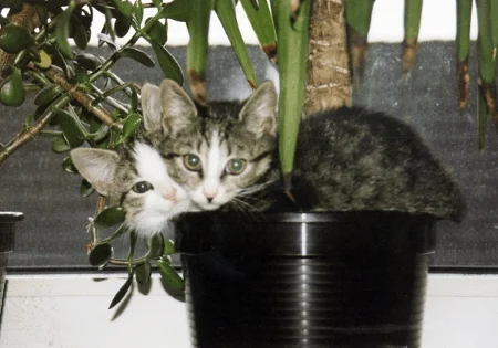 Katzen im Blumentopf