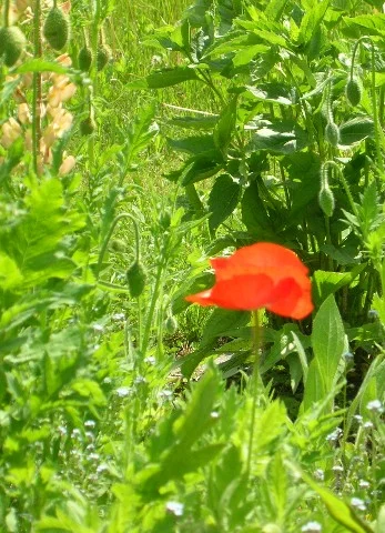 mohn...die erste